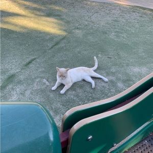 Meet your Posher, Alisha